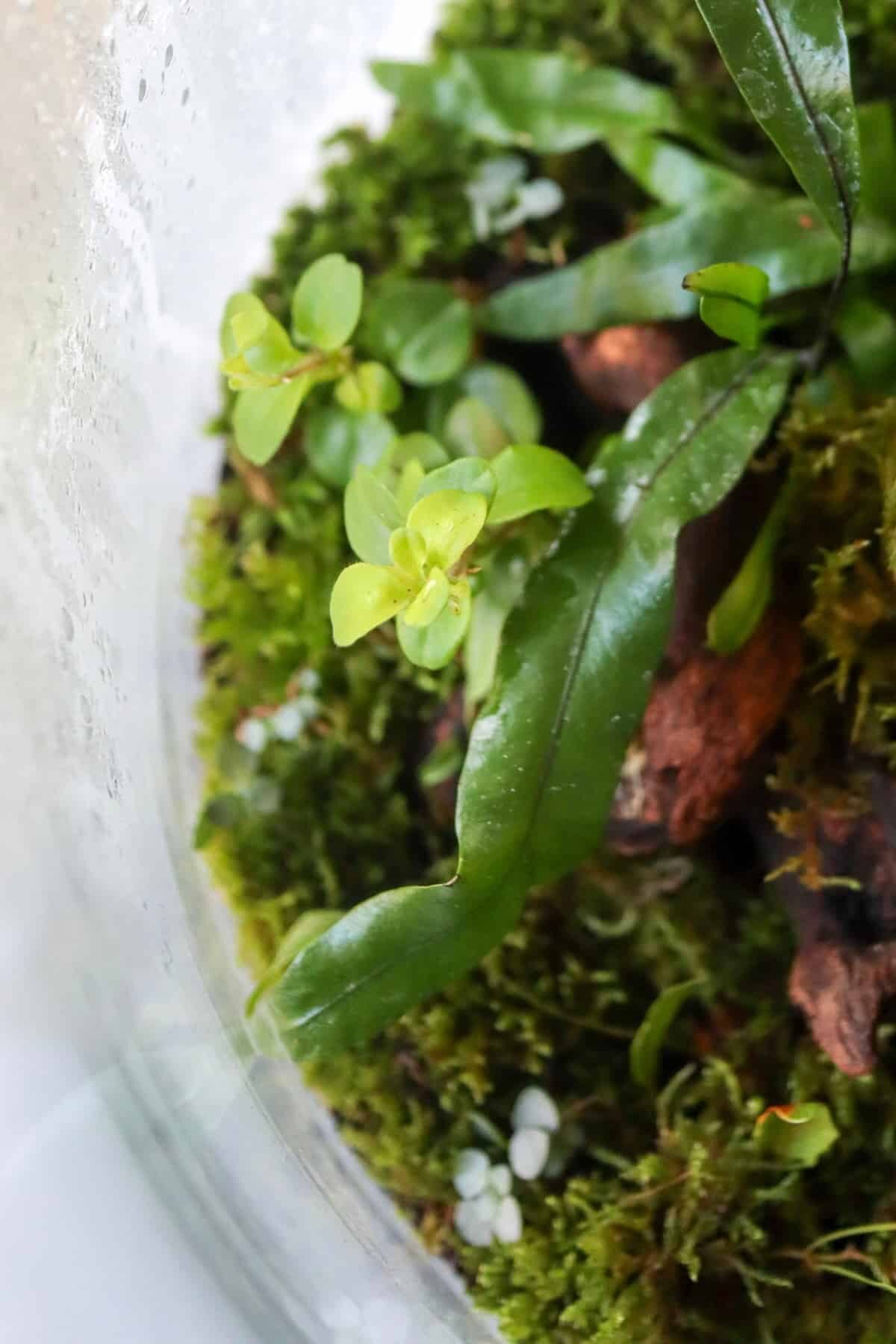 fittonia with peperomia rotundifolia terrarium