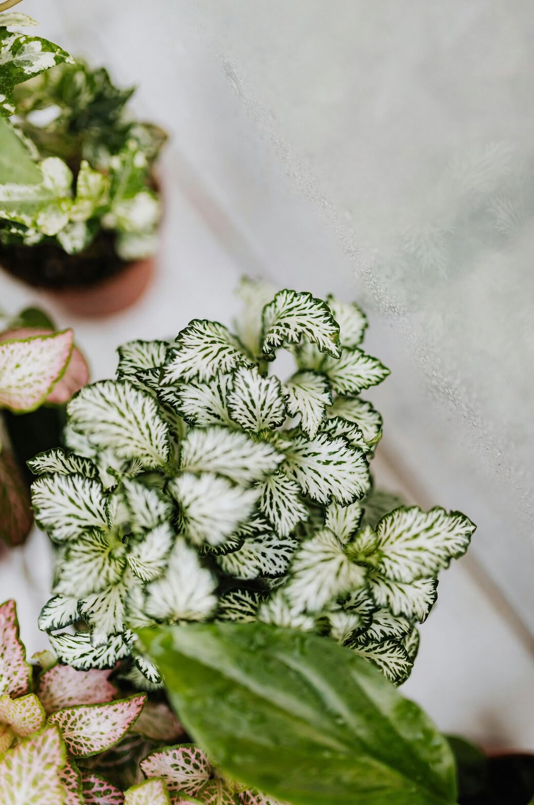 fittonia bottom watering bowl
