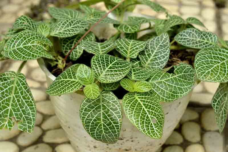 fittonia pebble tray humidifier