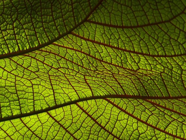 The Science of Those ‘Nerves’: How Leaf Veins Keep Fittonia Cool, Hydrated, and Stunning