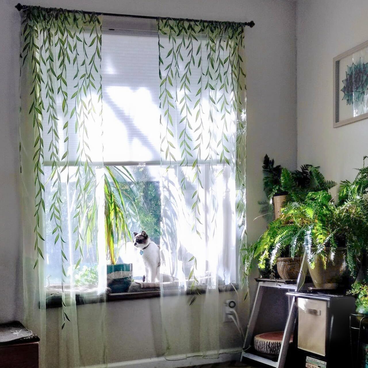 fittonia on windowsill sheer curtain