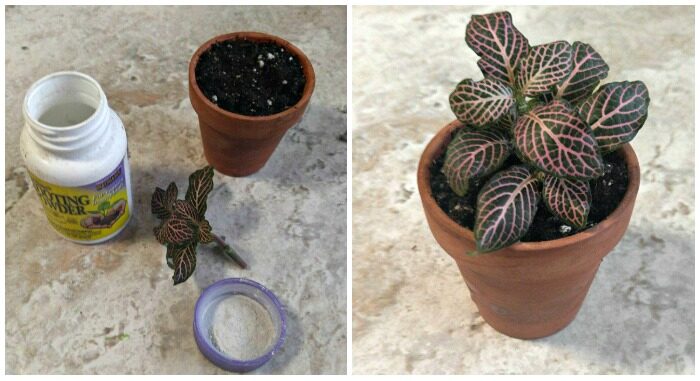 fittonia stem cuttings rooting