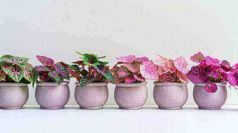 Vivid Yet Vet-Friendly: Decorating Pet Homes with Non-Toxic Nerve Plants