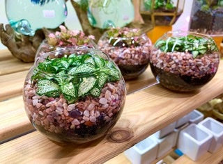 fittonia in glass terrarium close-up