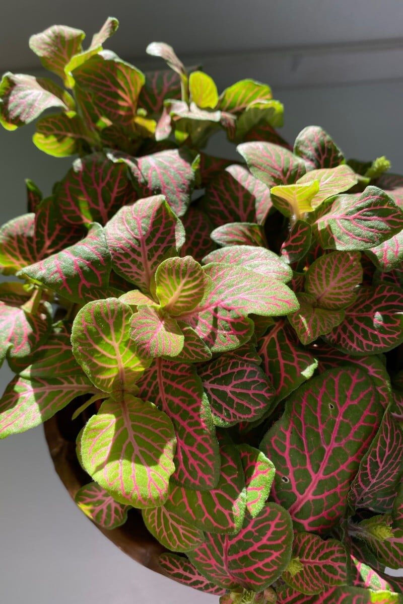 fittonia leaf vein close-up