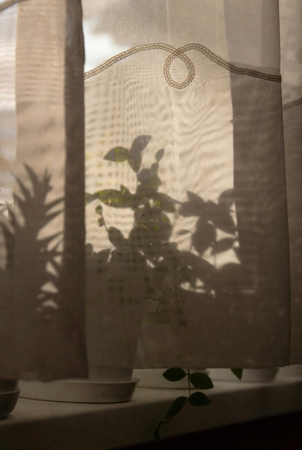fittonia by window sheer curtain