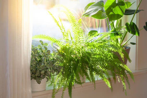 fittonia terrarium with ferns