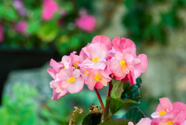 rieger begonia repotting airy mix