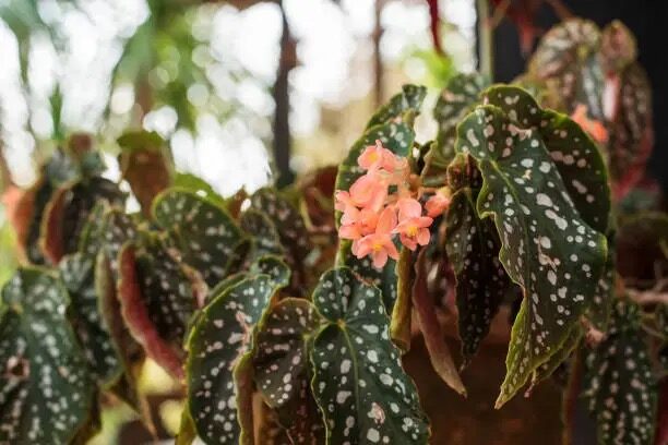 Bud Drop SOS: 9 Quick Fixes to Stop Your Rieger Begonia from Sulking