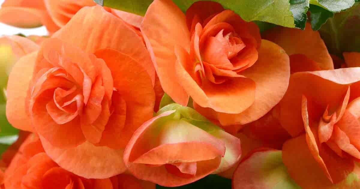 Rieger begonia flower cluster close-up
