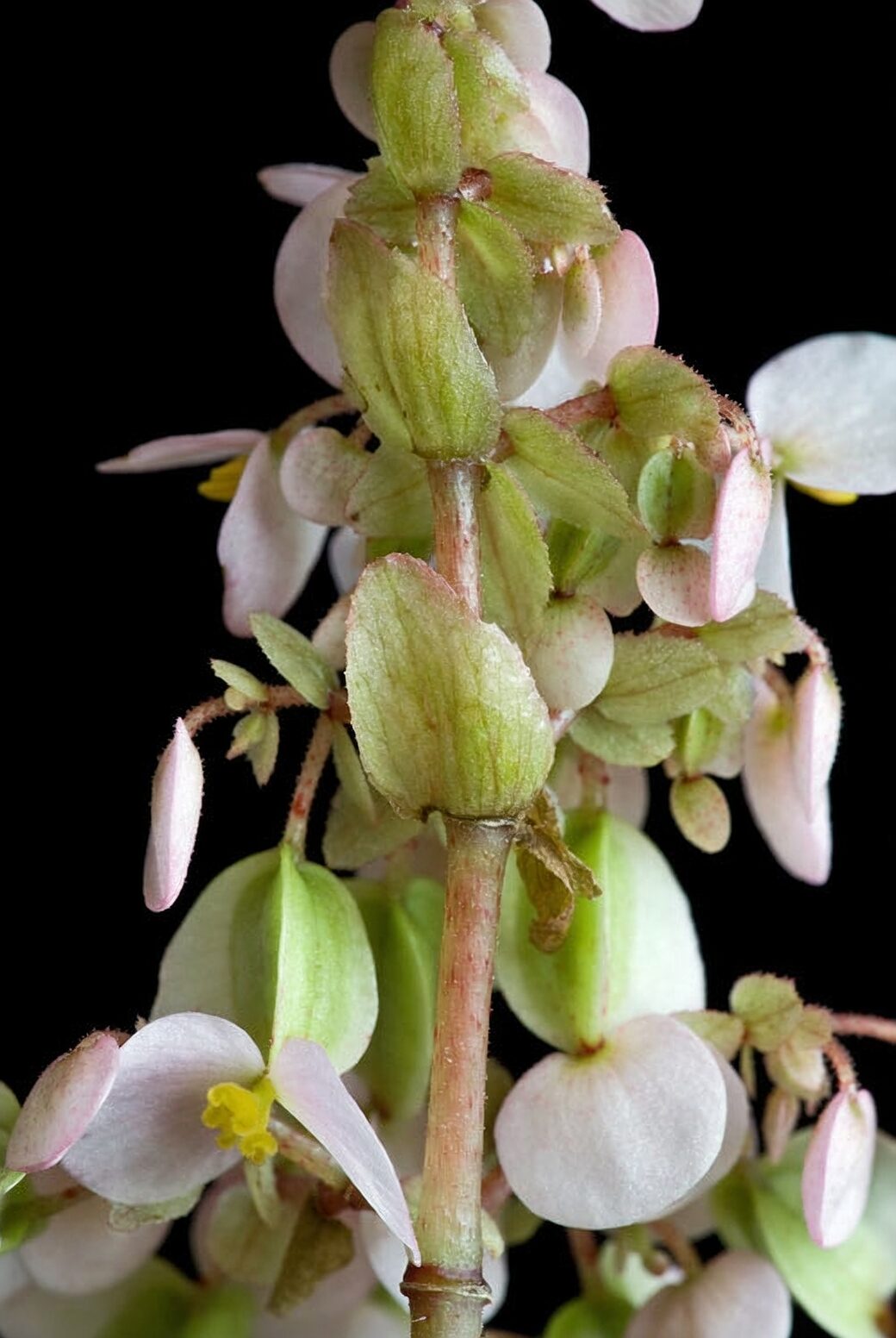 Rieger begonia bud drop close-up