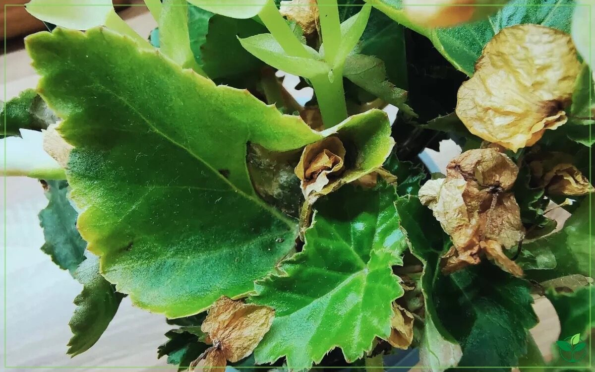 Rieger begonia brown leaf tips