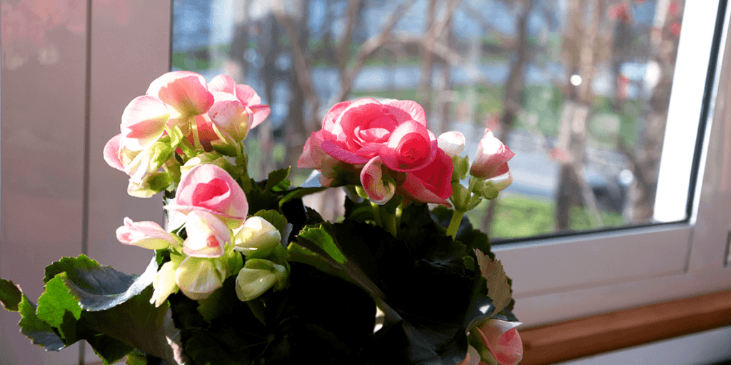 Powdery Mildew or Gray Mold? Diagnose Your Elatior Begonia in 60 Seconds—And Cure It Safely
