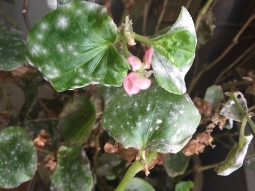 Rieger begonia gray mold petals