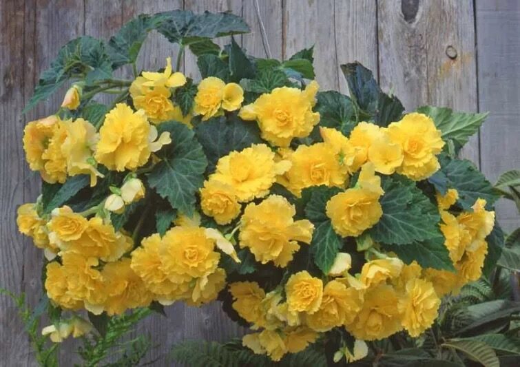 elatior begonia hanging basket cascade