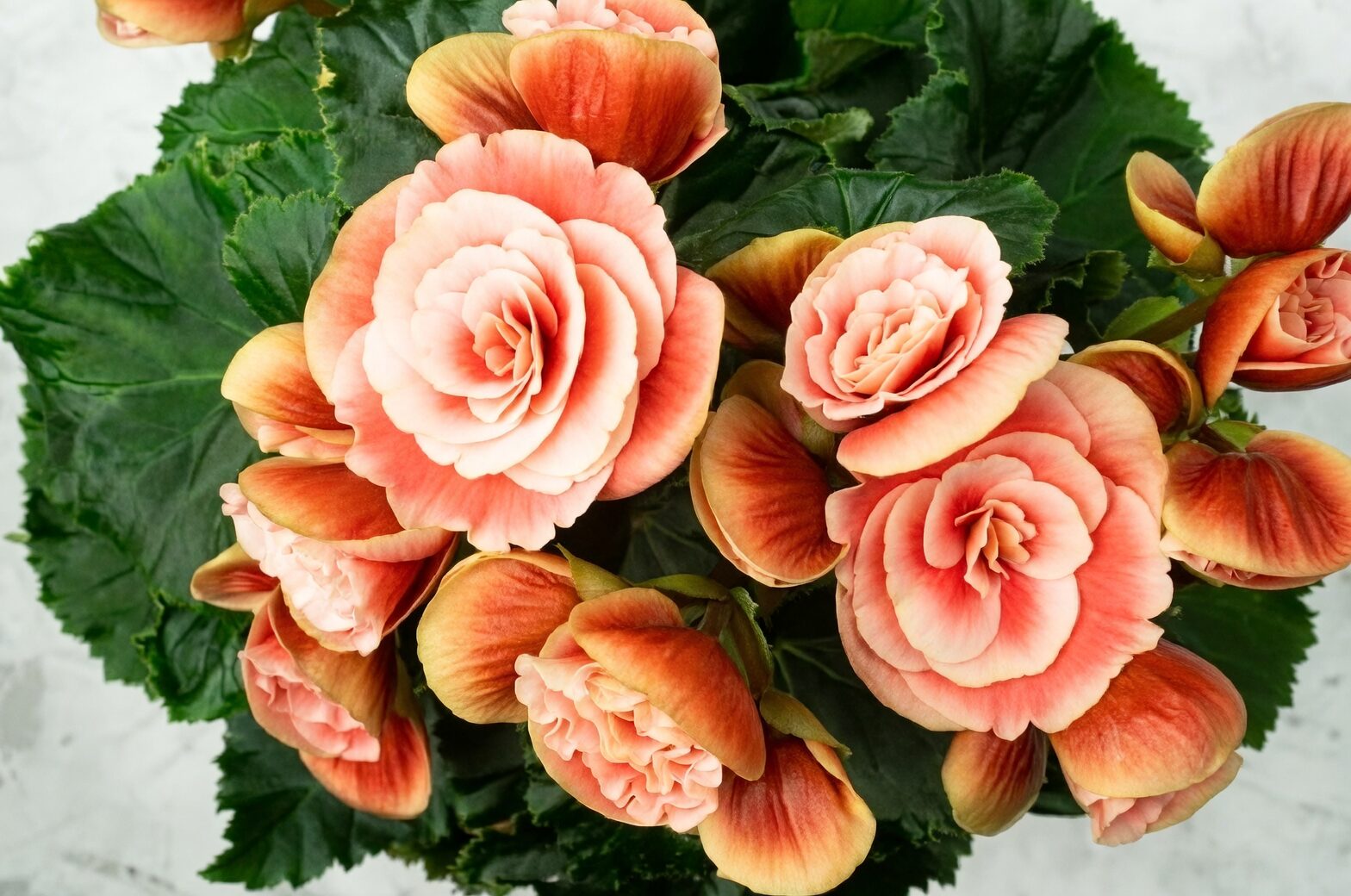 deadheading elatior begonia hand close-up