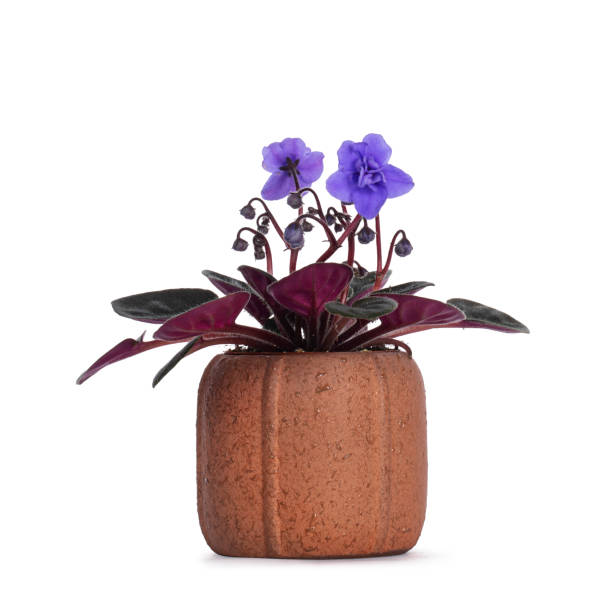 Rieger begonia bottom watering pot