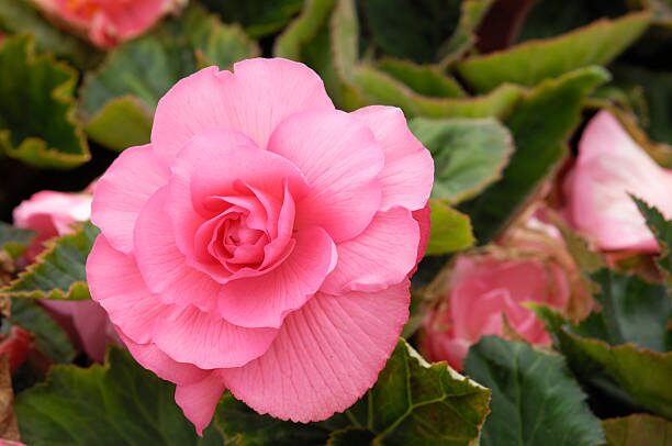 Rieger begonia multicolor flowers close-up
