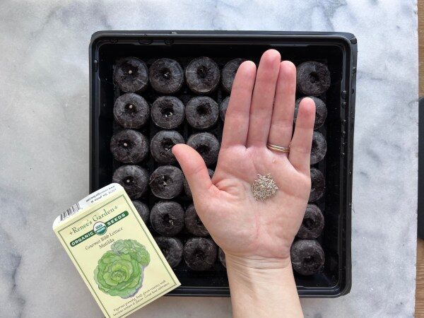 Rieger begonia seeds on seed tray