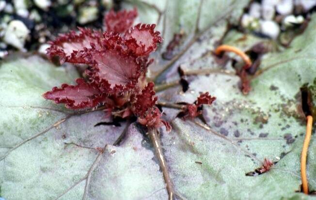 Rieger begonia leaf petiole cutting