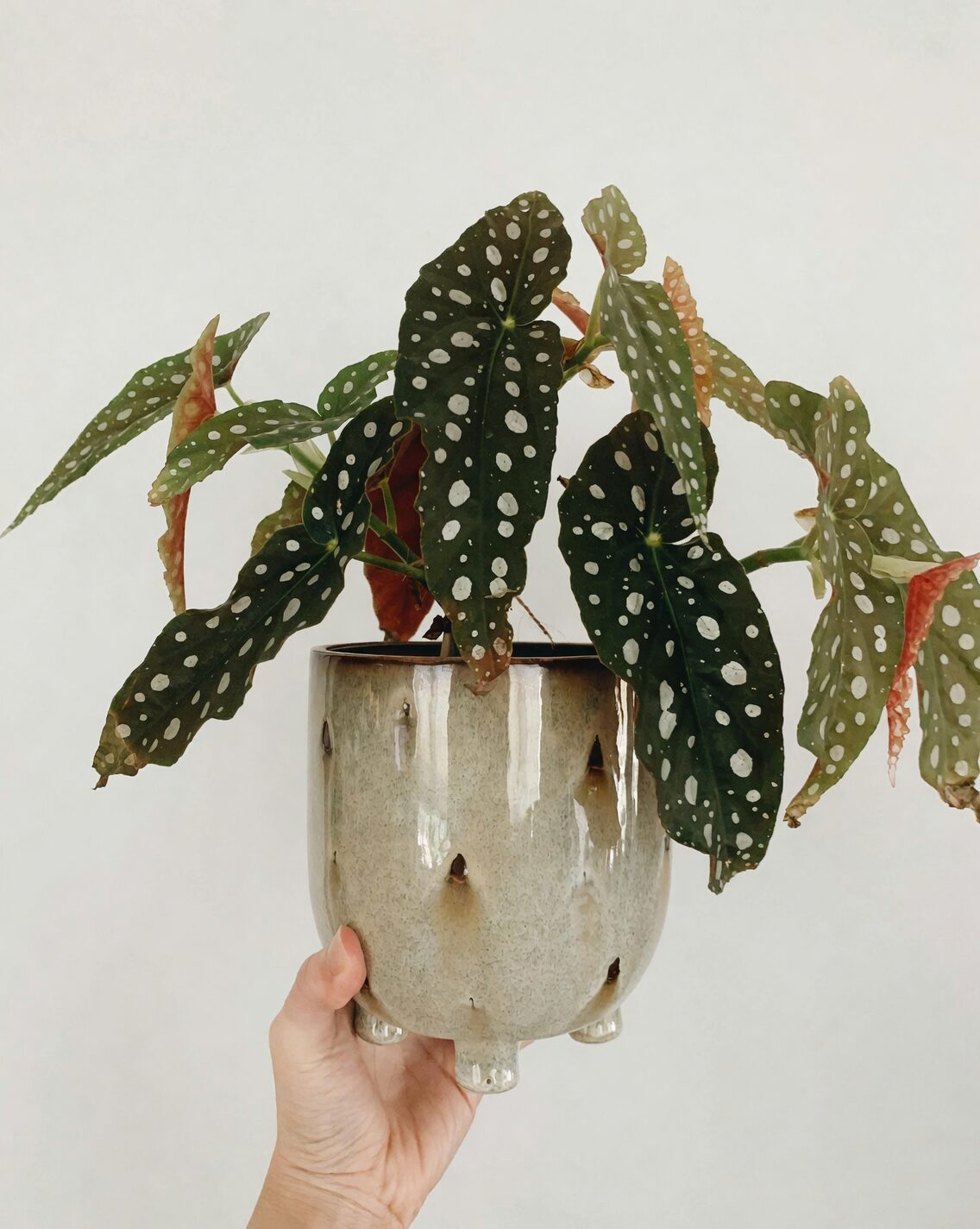 Rieger begonia blooming windowsill pot