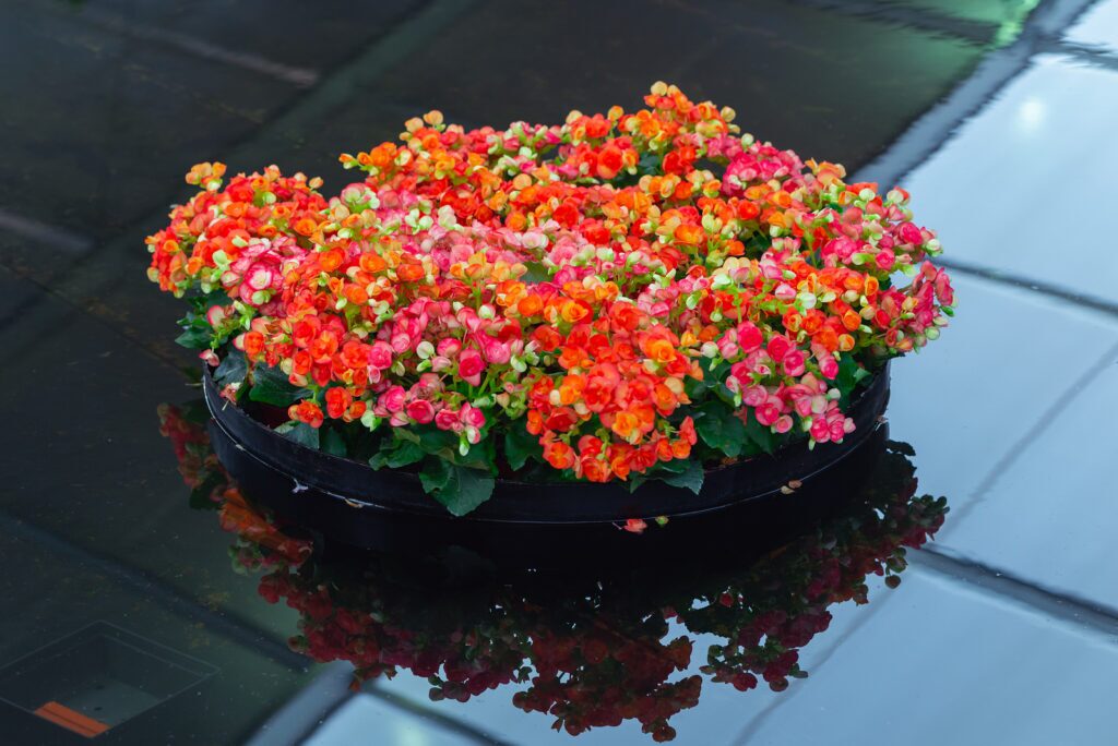 rieger begonia red flowers black pot