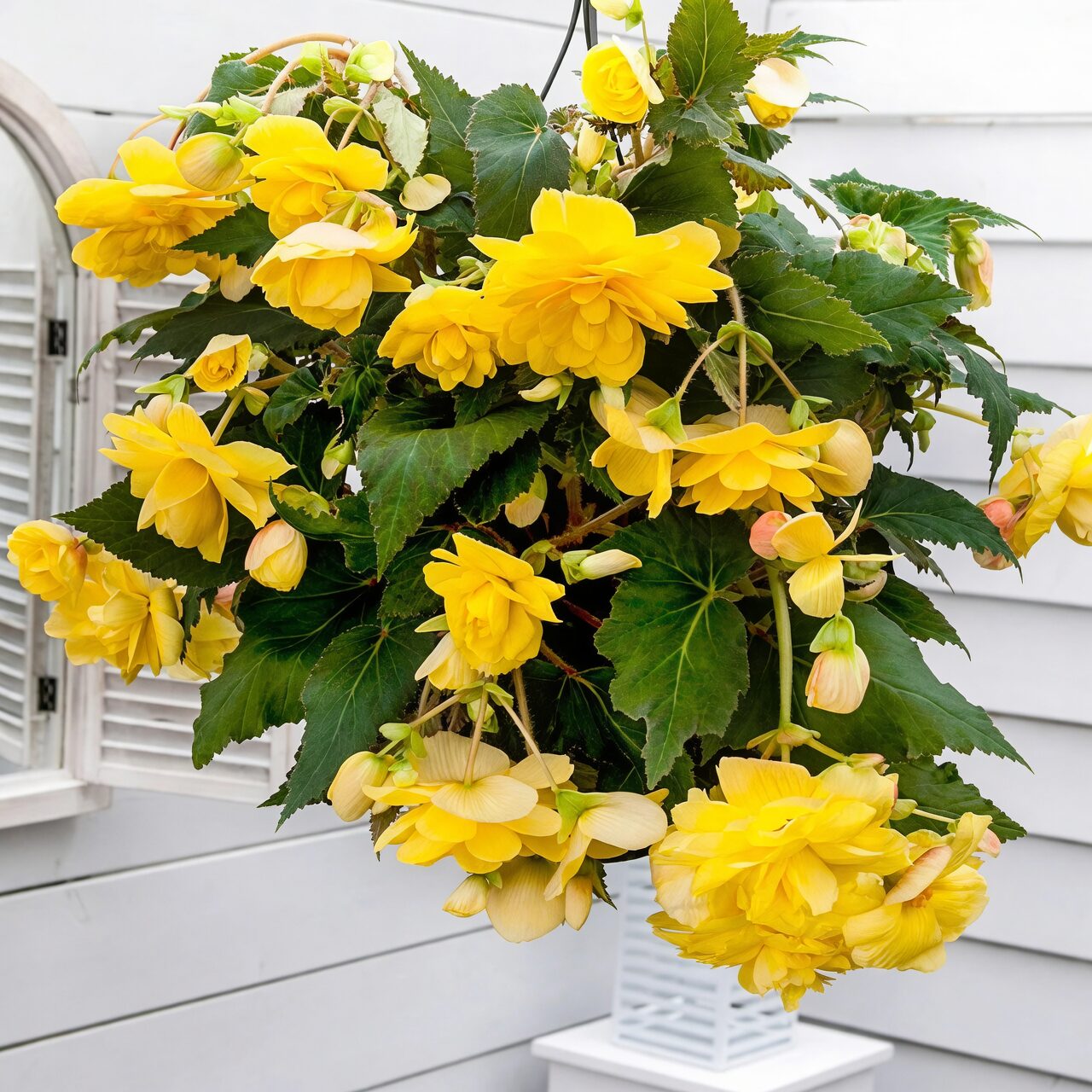 rieger begonia hanging basket trailing