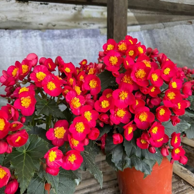 elatior begonia watering east window