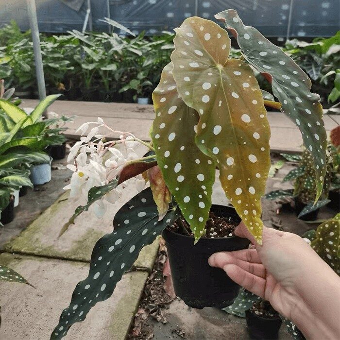 rieger begonia deadheading hand close-up