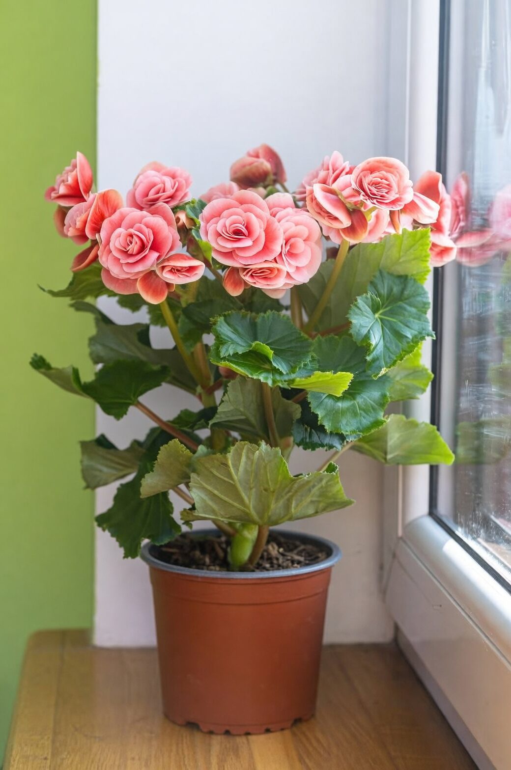 elatior begonia airy potting mix