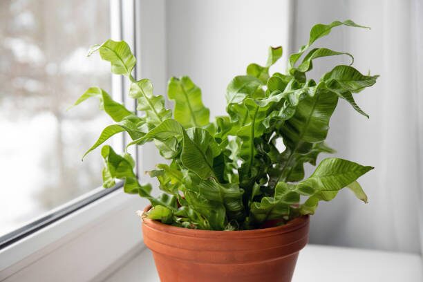 pink Rieger begonia peperomia caperata birds nest fern