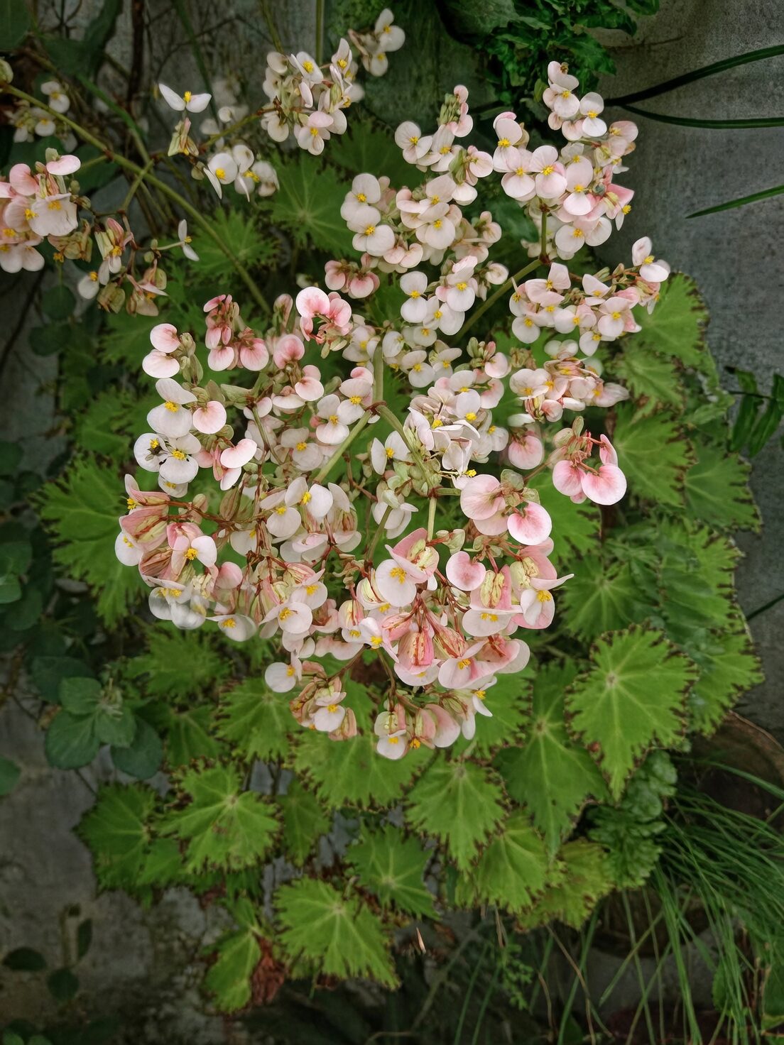 white Rieger begonia cyclamen balcony planter