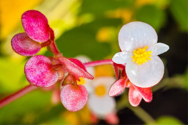 Rieger begonia indoor spacing fan