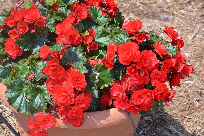 rieger begonia compact mound leaves