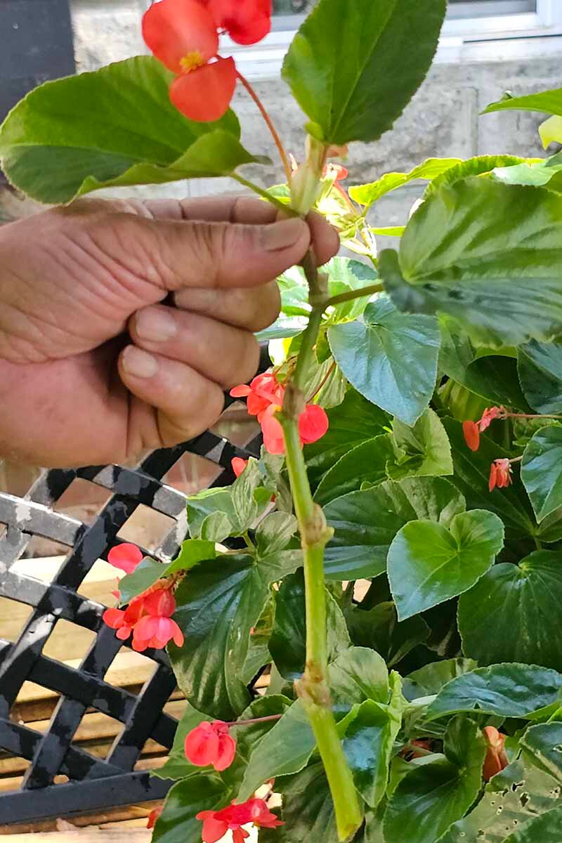 rieger begonia deadheading hand pruning