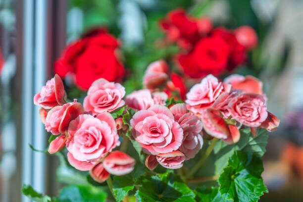 Gift Plant Glow‑Up: How to Keep a Rieger Begonia Dazzling for 90+ Days