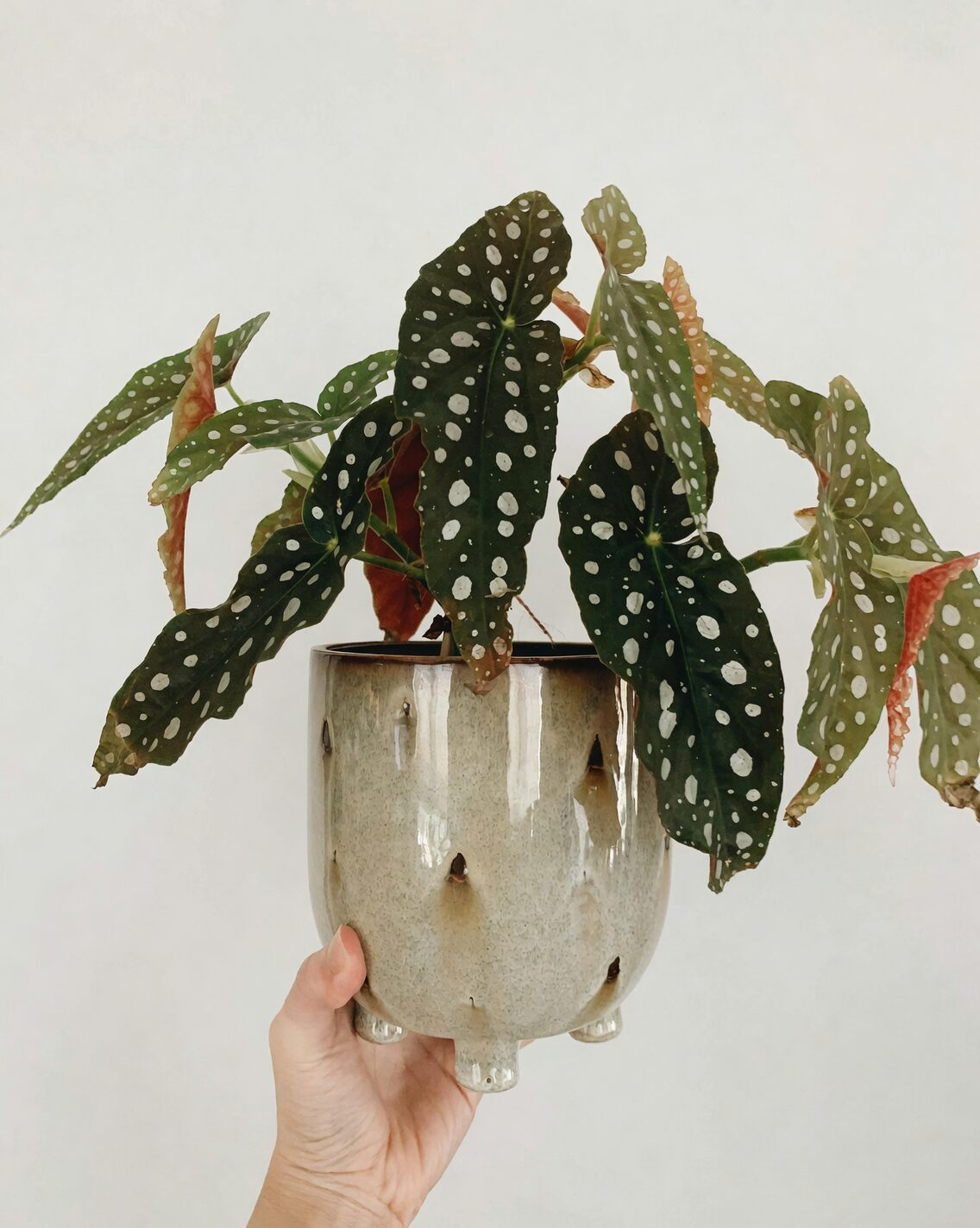 rieger begonia repotting airy mix