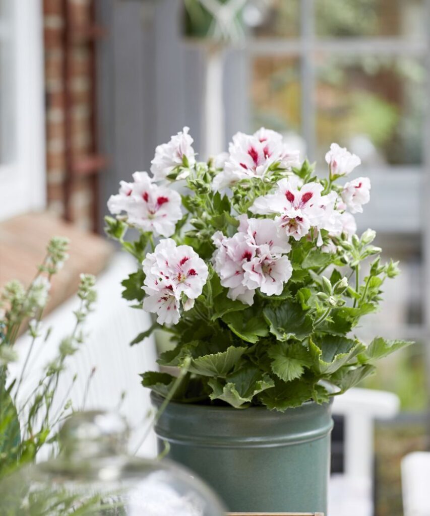 When Heat Hits, Water Less: The Counterintuitive Summer Playbook for Scented Geraniums