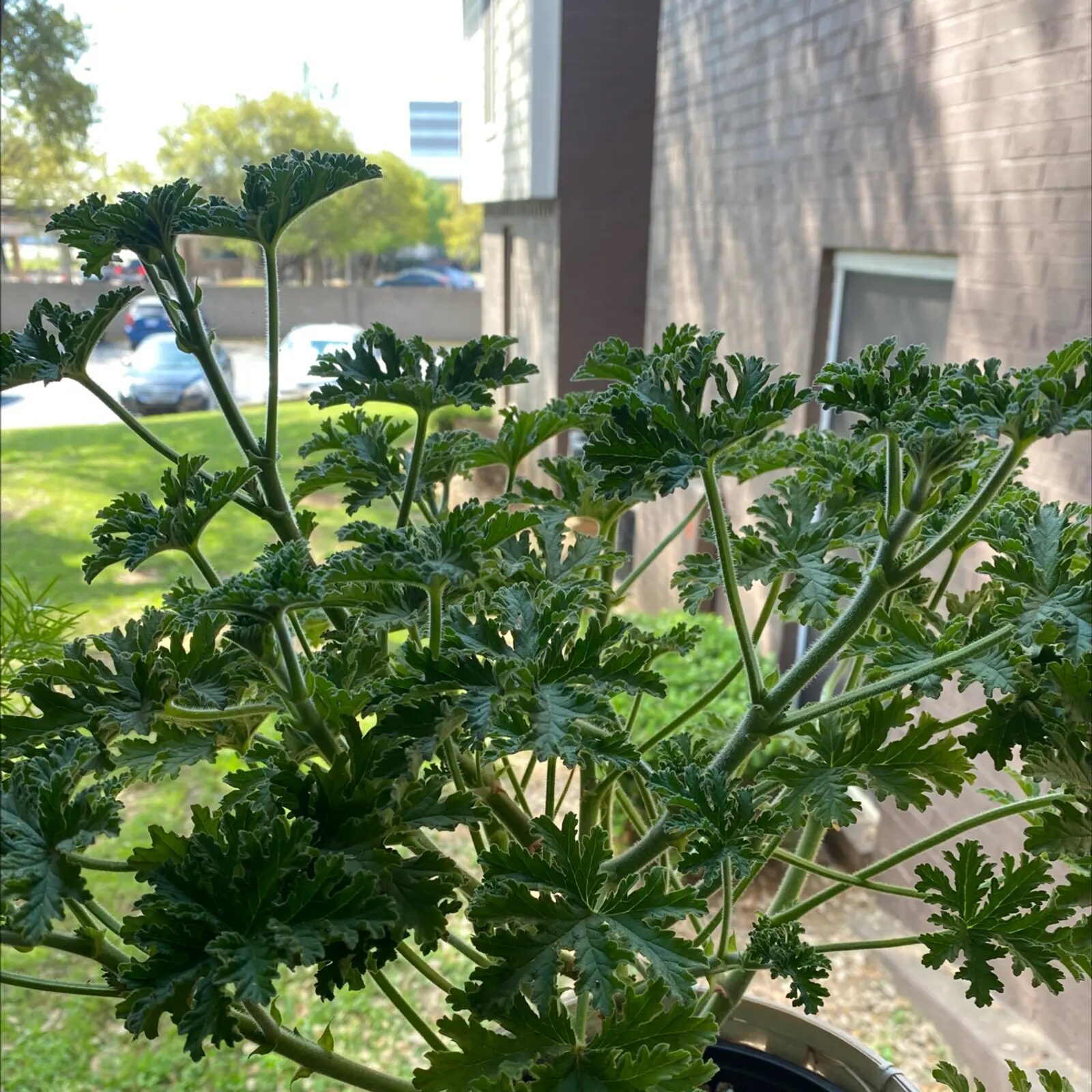 scented geranium bright shade dappled light