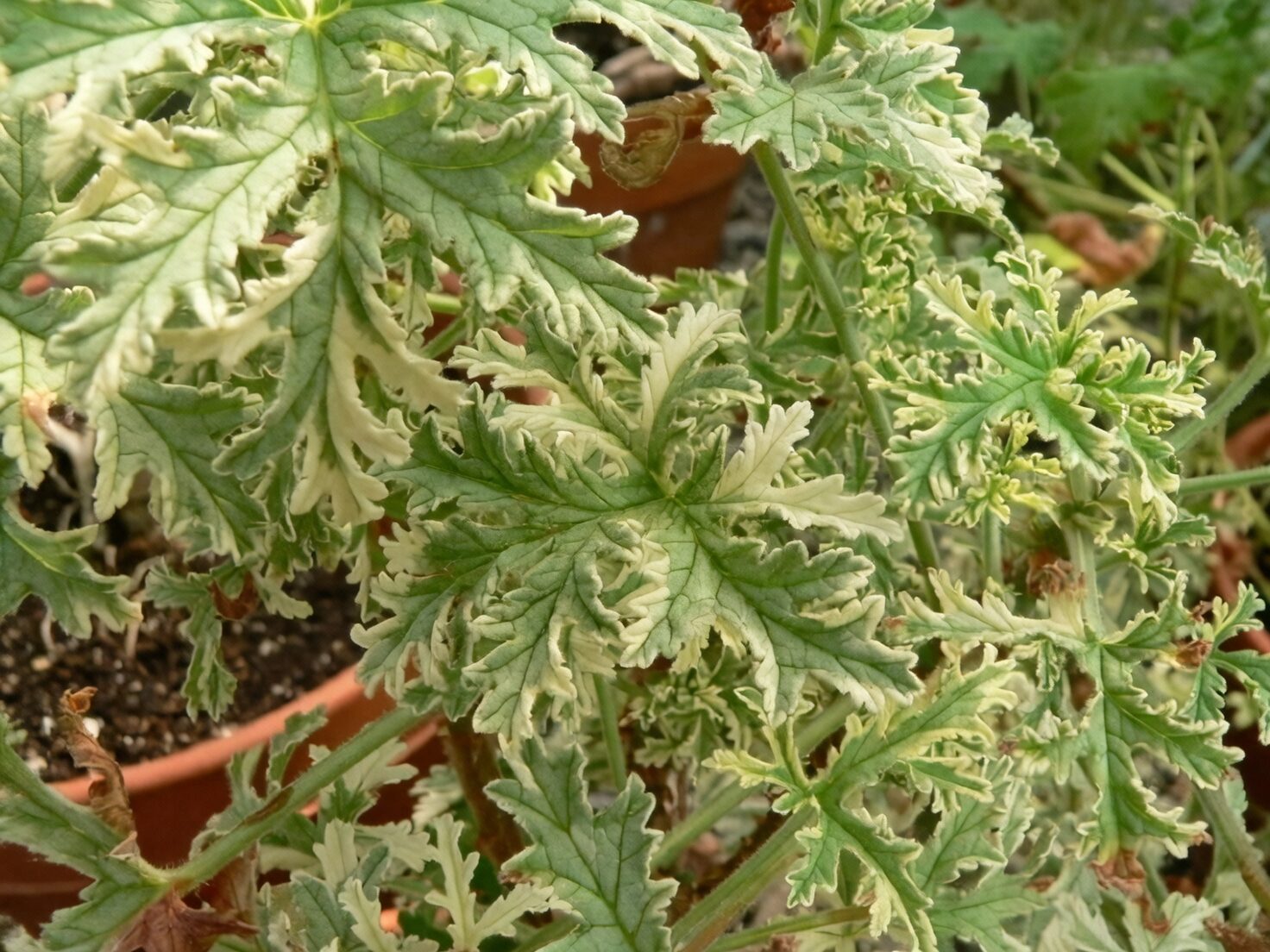 scented geranium repotting terracotta perlite