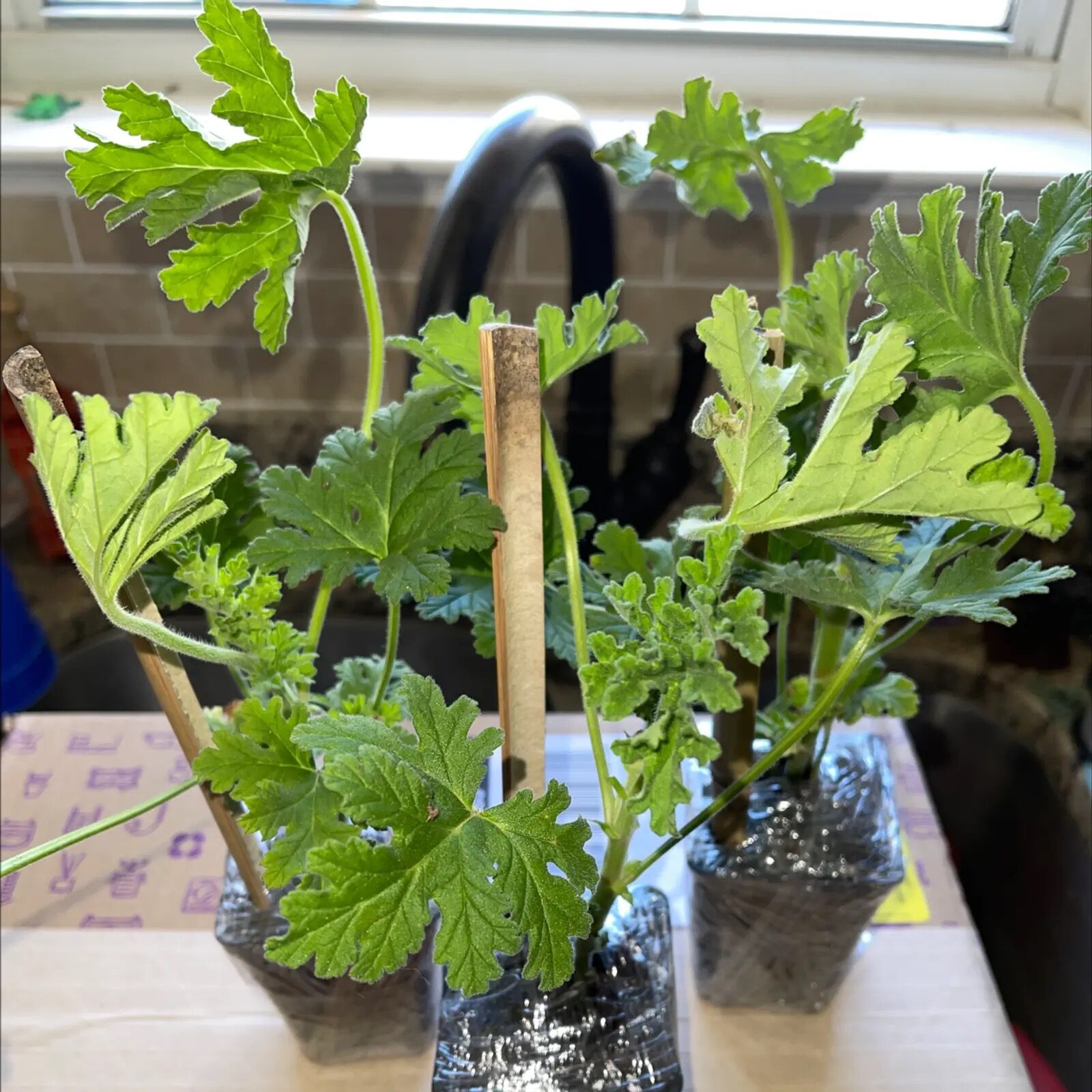 scented geranium pinching tips pruning