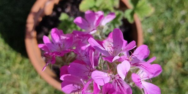 Yellow Leaves, Crispy Tips, or Webbing? Your Zero-Panic Troubleshooting Guide to Rose Geraniums