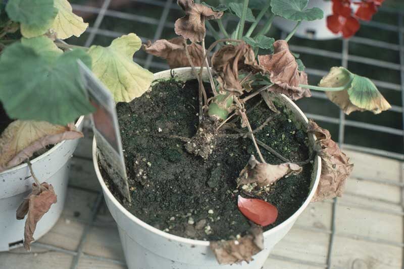 rose geranium root rot repotting