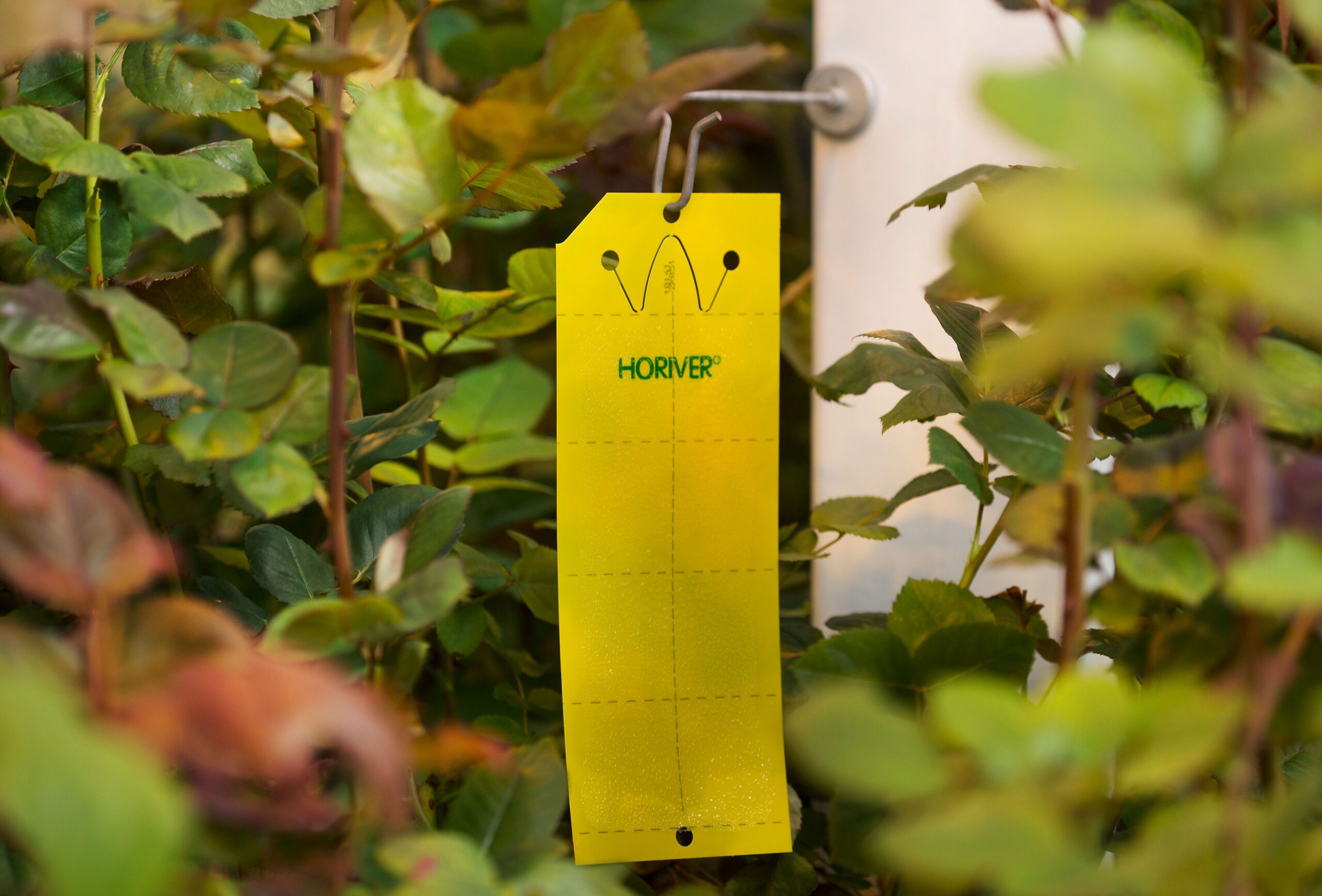 rose geranium whiteflies yellow sticky card