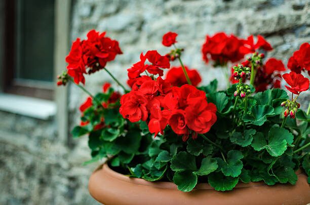 rose geranium pinching tips pruning