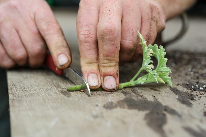 From the Cape to the Perfume Counter: How Rose Geranium Leaves Became ‘Geranium Oil’