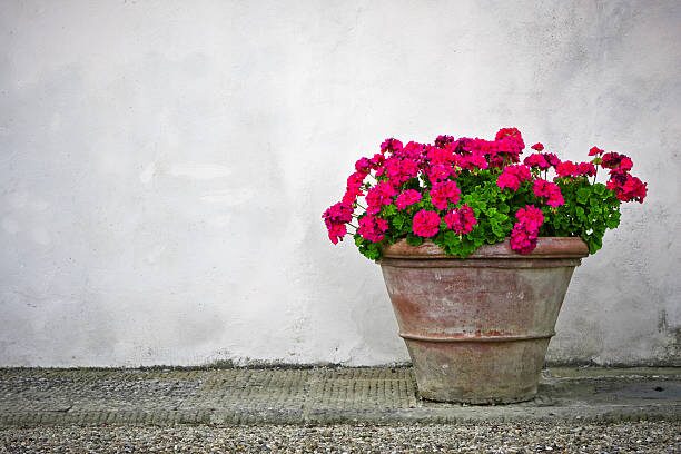 rose geranium in terracotta pot
