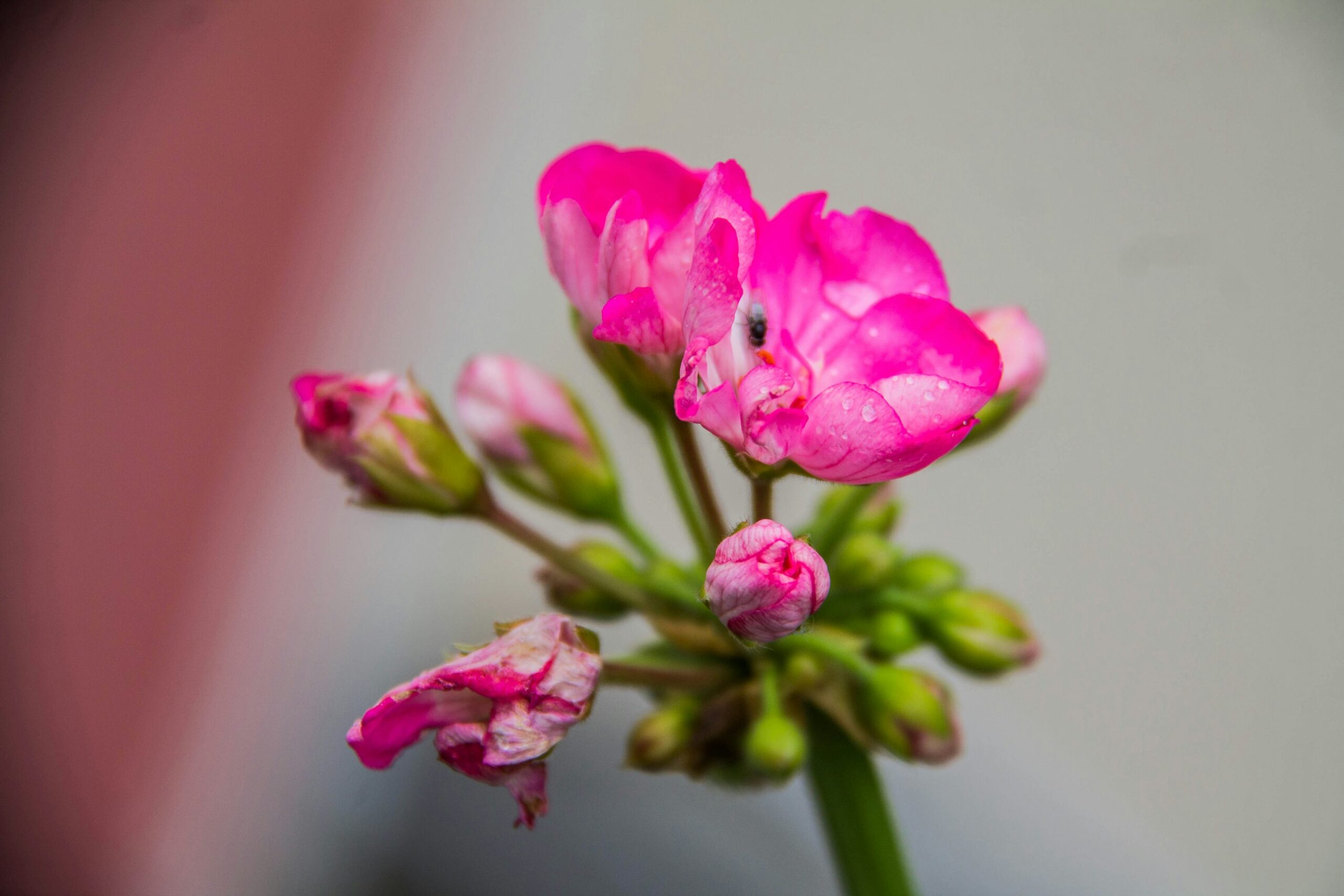 pelargonium vs geranium flowers close-up