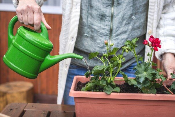 rose geranium sunny windowsill watering