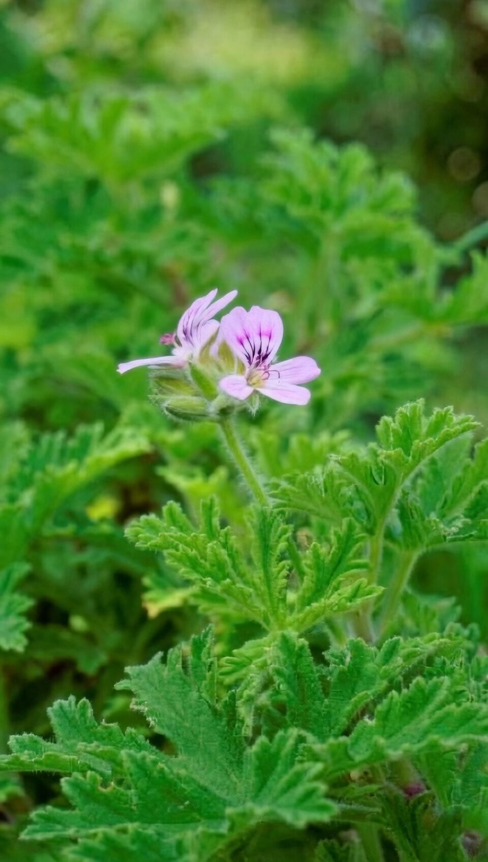 pelargonium graveolens pinching tips